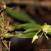 Bulbophyllum tricarinatum Petch